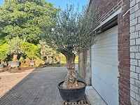 Olijfboom - olea europaea - 100 jaar oud - hoogte ca. 250 cm - afbeelding 4 van  7
