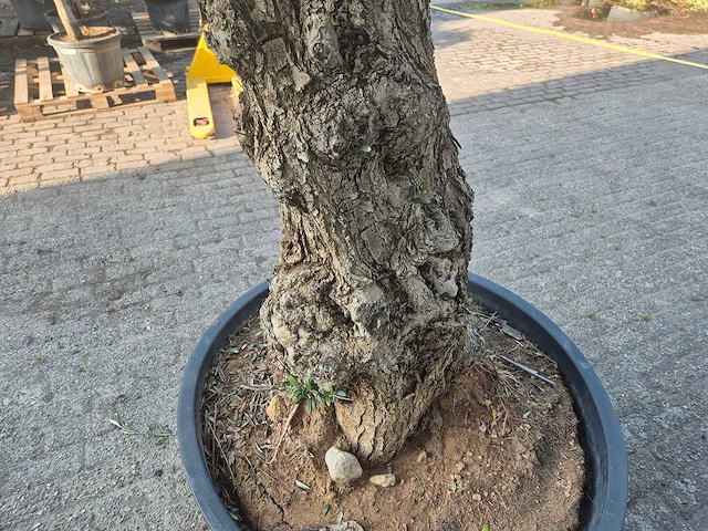 Olijfboom - olea europaea - 100 jaar oud - hoogte ca. 250 cm - afbeelding 5 van  7