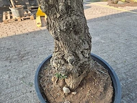 Olijfboom - olea europaea - 100 jaar oud - hoogte ca. 250 cm - afbeelding 5 van  7