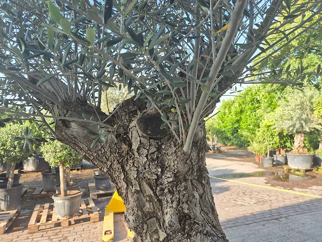 Olijfboom - olea europaea - 100 jaar oud - hoogte ca. 250 cm - afbeelding 6 van  7
