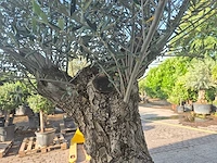 Olijfboom - olea europaea - 100 jaar oud - hoogte ca. 250 cm - afbeelding 6 van  7
