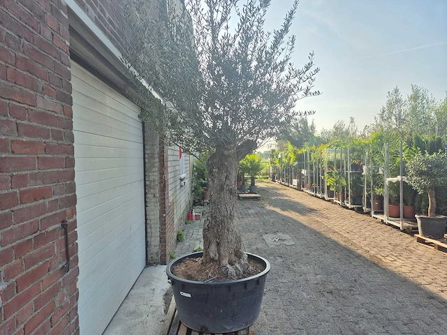 Olijfboom - olea europaea - 100 jaar oud - hoogte ca. 250 cm - afbeelding 7 van  7