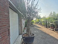 Olijfboom - olea europaea - 100 jaar oud - hoogte ca. 250 cm - afbeelding 7 van  7
