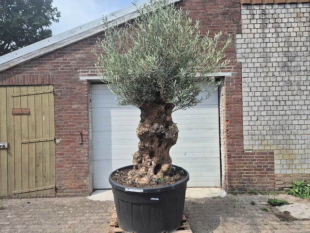 Olijfboom - olea europaea - 100 jaar oud - hoogte ca. 250 cm - afbeelding 1 van  6