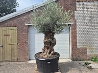 Olijfboom - olea europaea - 100 jaar oud - hoogte ca. 250 cm - afbeelding 1 van  6