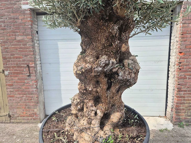 Olijfboom - olea europaea - 100 jaar oud - hoogte ca. 250 cm - afbeelding 2 van  6