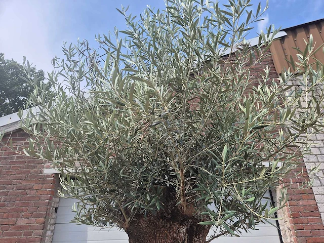 Olijfboom - olea europaea - 100 jaar oud - hoogte ca. 250 cm - afbeelding 3 van  6