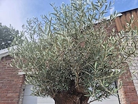 Olijfboom - olea europaea - 100 jaar oud - hoogte ca. 250 cm - afbeelding 3 van  6