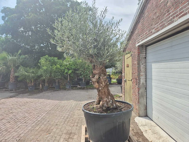 Olijfboom - olea europaea - 100 jaar oud - hoogte ca. 250 cm - afbeelding 4 van  6
