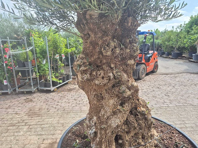 Olijfboom - olea europaea - 100 jaar oud - hoogte ca. 250 cm - afbeelding 5 van  6