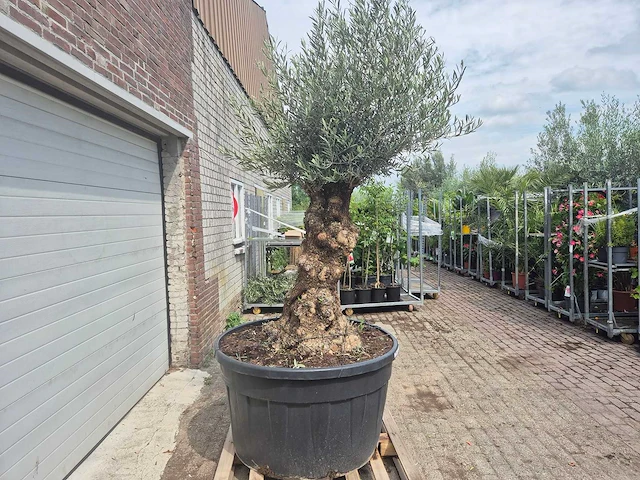 Olijfboom - olea europaea - 100 jaar oud - hoogte ca. 250 cm - afbeelding 6 van  6