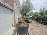 Olijfboom - olea europaea - 100 jaar oud - hoogte ca. 250 cm - afbeelding 6 van  6