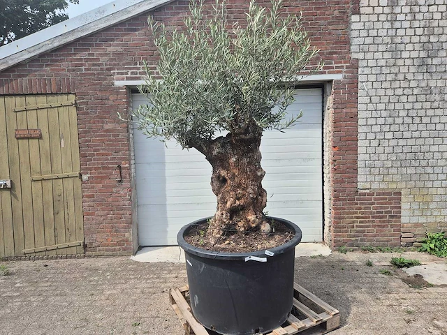Olijfboom - olea europaea - 100 jaar oud - hoogte ca. 250 cm - afbeelding 1 van  7