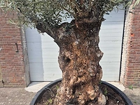 Olijfboom - olea europaea - 100 jaar oud - hoogte ca. 250 cm - afbeelding 2 van  7