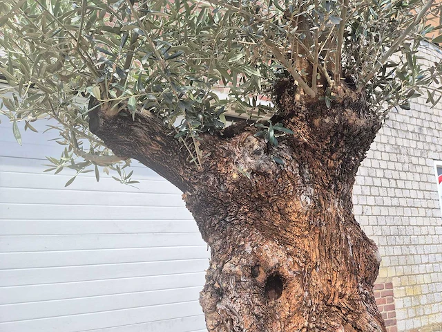 Olijfboom - olea europaea - 100 jaar oud - hoogte ca. 250 cm - afbeelding 3 van  7