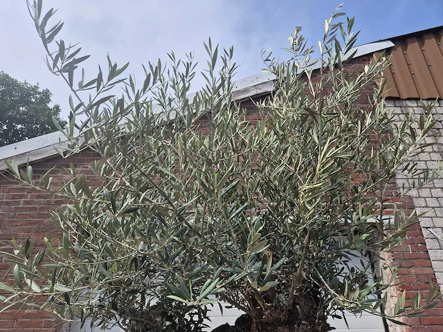 Olijfboom - olea europaea - 100 jaar oud - hoogte ca. 250 cm - afbeelding 4 van  7