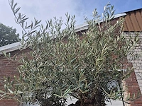 Olijfboom - olea europaea - 100 jaar oud - hoogte ca. 250 cm - afbeelding 4 van  7