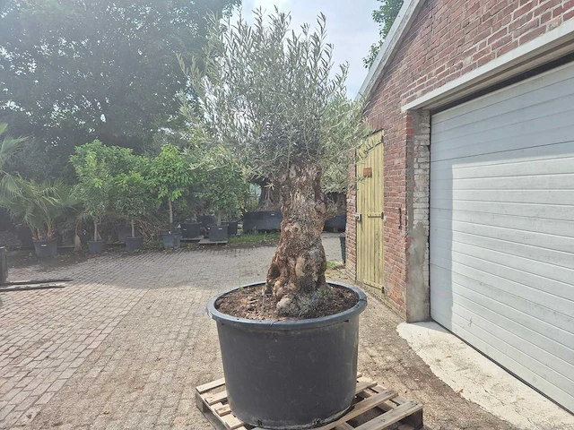 Olijfboom - olea europaea - 100 jaar oud - hoogte ca. 250 cm - afbeelding 5 van  7