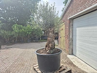 Olijfboom - olea europaea - 100 jaar oud - hoogte ca. 250 cm - afbeelding 5 van  7
