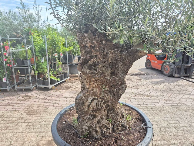 Olijfboom - olea europaea - 100 jaar oud - hoogte ca. 250 cm - afbeelding 6 van  7