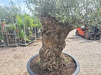 Olijfboom - olea europaea - 100 jaar oud - hoogte ca. 250 cm - afbeelding 6 van  7
