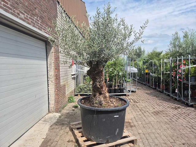 Olijfboom - olea europaea - 100 jaar oud - hoogte ca. 250 cm - afbeelding 7 van  7