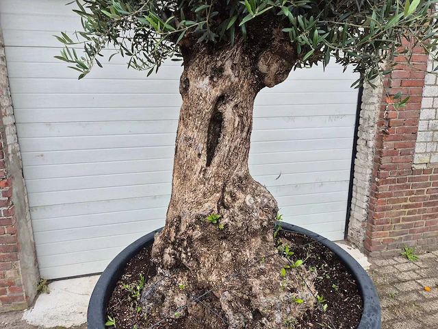 Olijfboom - olea europaea - 100 jaar oud - hoogte ca. 250 cm - afbeelding 2 van  7