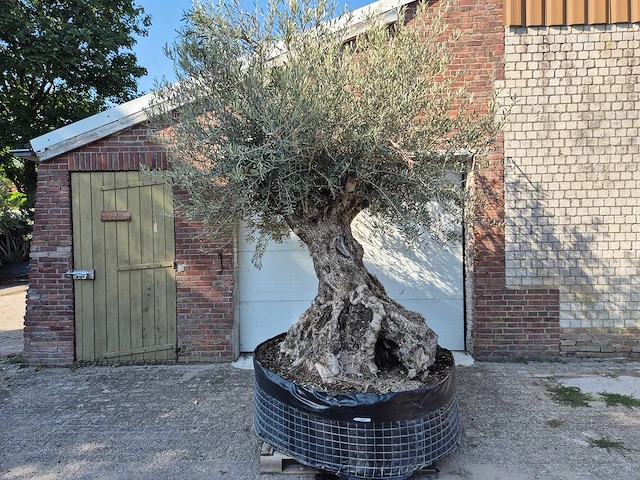 Olijfboom - olea europaea - 100 jaar oud - hoogte ca. 250 cm - afbeelding 1 van  7