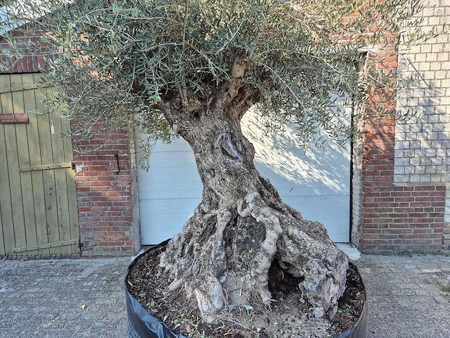 Olijfboom - olea europaea - 100 jaar oud - hoogte ca. 250 cm - afbeelding 2 van  7