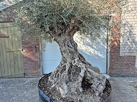 Olijfboom - olea europaea - 100 jaar oud - hoogte ca. 250 cm - afbeelding 2 van  7