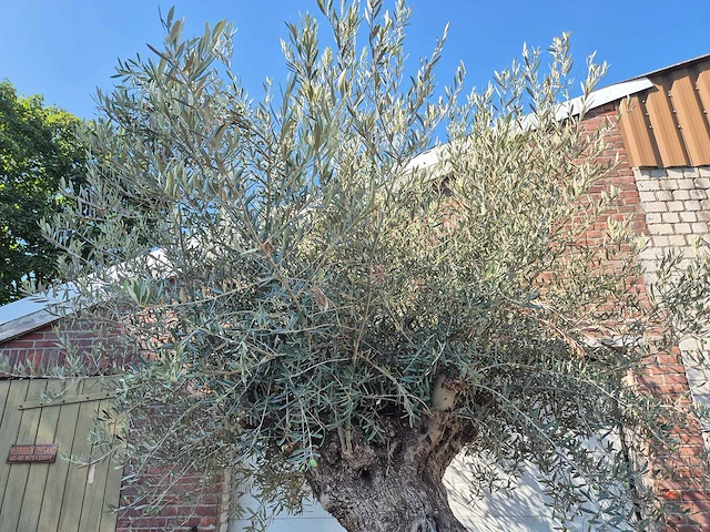 Olijfboom - olea europaea - 100 jaar oud - hoogte ca. 250 cm - afbeelding 3 van  7