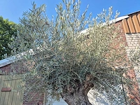 Olijfboom - olea europaea - 100 jaar oud - hoogte ca. 250 cm - afbeelding 3 van  7
