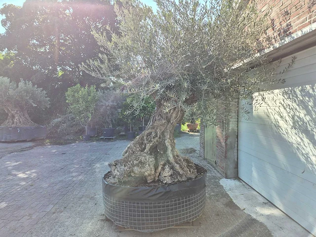 Olijfboom - olea europaea - 100 jaar oud - hoogte ca. 250 cm - afbeelding 4 van  7