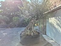 Olijfboom - olea europaea - 100 jaar oud - hoogte ca. 250 cm - afbeelding 4 van  7