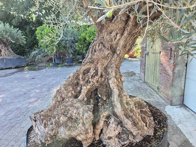Olijfboom - olea europaea - 100 jaar oud - hoogte ca. 250 cm - afbeelding 5 van  7