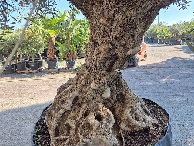 Olijfboom - olea europaea - 100 jaar oud - hoogte ca. 250 cm - afbeelding 6 van  7