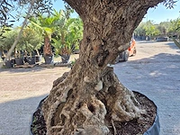 Olijfboom - olea europaea - 100 jaar oud - hoogte ca. 250 cm - afbeelding 6 van  7
