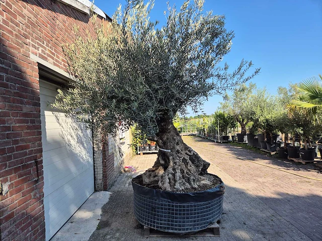Olijfboom - olea europaea - 100 jaar oud - hoogte ca. 250 cm - afbeelding 7 van  7