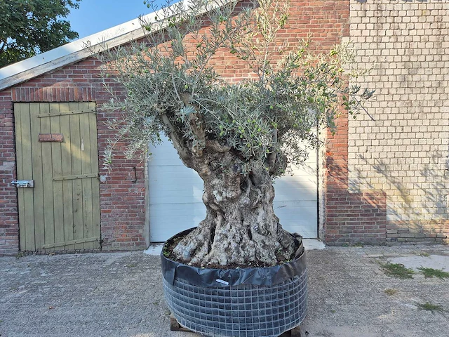 Olijfboom - olea europaea - 100 jaar oud - hoogte ca. 250 cm - afbeelding 1 van  6