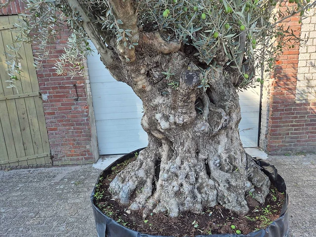 Olijfboom - olea europaea - 100 jaar oud - hoogte ca. 250 cm - afbeelding 2 van  6