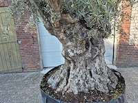 Olijfboom - olea europaea - 100 jaar oud - hoogte ca. 250 cm - afbeelding 2 van  6
