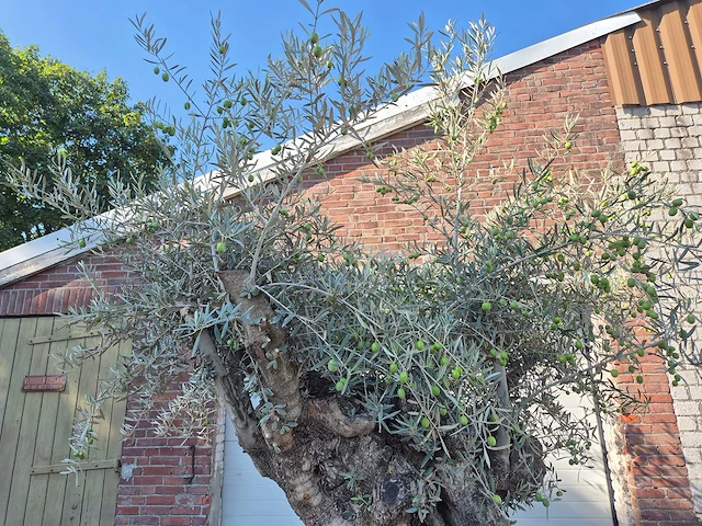 Olijfboom - olea europaea - 100 jaar oud - hoogte ca. 250 cm - afbeelding 3 van  6