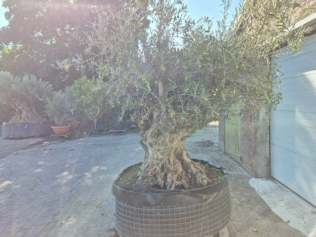 Olijfboom - olea europaea - 100 jaar oud - hoogte ca. 250 cm - afbeelding 4 van  6