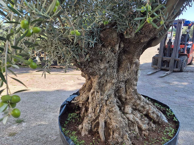 Olijfboom - olea europaea - 100 jaar oud - hoogte ca. 250 cm - afbeelding 5 van  6