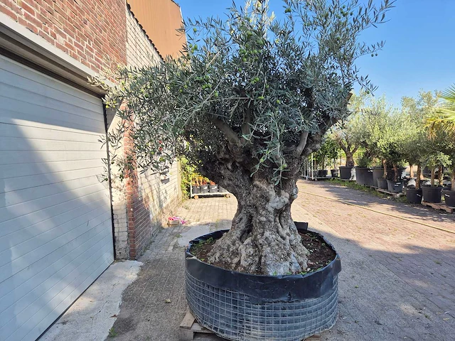 Olijfboom - olea europaea - 100 jaar oud - hoogte ca. 250 cm - afbeelding 6 van  6