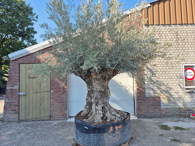 Olijfboom - olea europaea - 100 jaar oud - hoogte ca. 250 cm - afbeelding 1 van  6