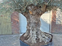 Olijfboom - olea europaea - 100 jaar oud - hoogte ca. 250 cm - afbeelding 2 van  6