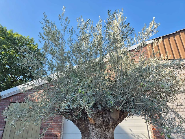 Olijfboom - olea europaea - 100 jaar oud - hoogte ca. 250 cm - afbeelding 3 van  6
