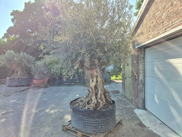 Olijfboom - olea europaea - 100 jaar oud - hoogte ca. 250 cm - afbeelding 4 van  6