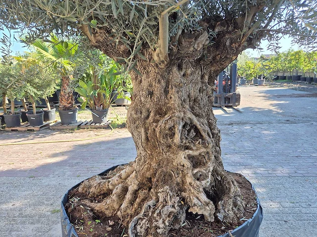 Olijfboom - olea europaea - 100 jaar oud - hoogte ca. 250 cm - afbeelding 5 van  6